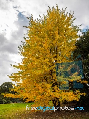 Acer Soccharinum Tree In Autumn Stock Photo
