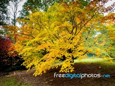 Acer Soccharinum Tree In Autumn Stock Photo