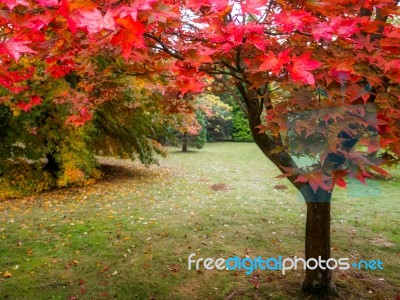 Acer Tree Leaves Changing Colour In Autumn Stock Photo