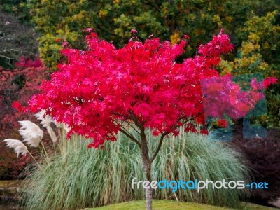 Acer Tree Leaves Changing Colour In Autumn Stock Photo