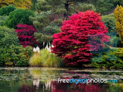 Acer Tree Leaves Changing Colour In Autumn Stock Photo