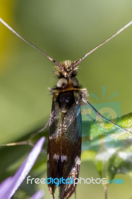 Adela Collicolella Nocturnal Moth Stock Photo