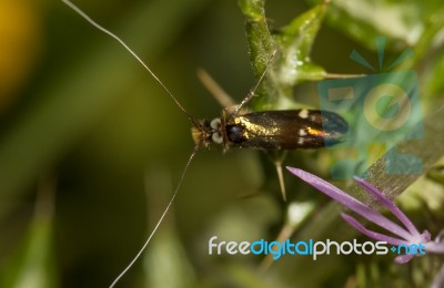 Adela Collicolella Nocturnal Moth Stock Photo