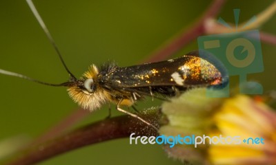 Adela Collicolella Nocturnal Moth Stock Photo