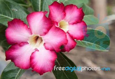 Adeniunm Obesum Flowers Stock Photo