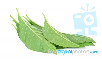 Adhatoda Vasica Or Medicinal Basak Leaf Stock Photo