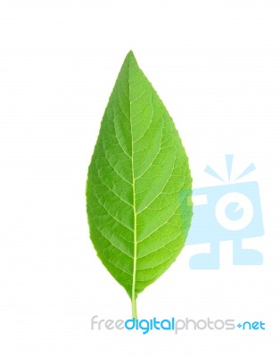 Adhatoda Vasica Or Medicinal Basak Leaf Stock Photo