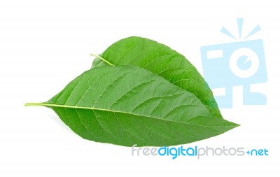 Adhatoda Vasica Or Medicinal Basak Leaf Stock Photo