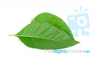 Adhatoda Vasica Or Medicinal Basak Leaf Stock Photo