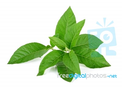 Adhatoda Vasica Or Medicinal Basak Leaf Isolated On White Stock Photo