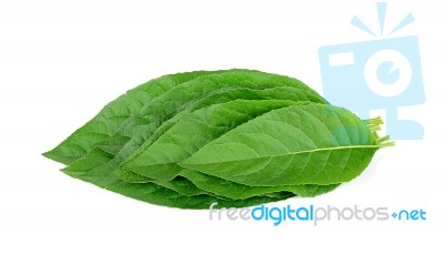 Adhatoda Vasica Or Medicinal Basak Leaf Isolated On White Stock Photo