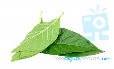 Adhatoda Vasica Or Medicinal Basak Leaf Isolated On White Stock Photo