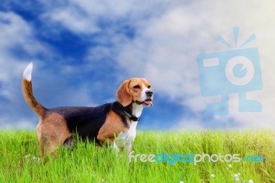 Adorable Beagle Dog Stock Photo