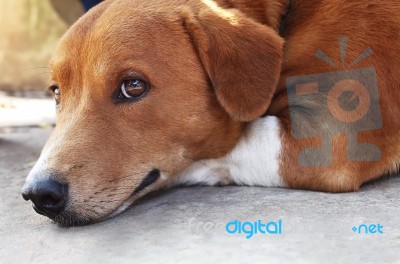 Adorable Brown Dog Stock Photo