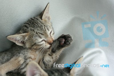 Adorable Funny Cute Kitten Cat Close Eye Lick Itself For Cleaning On White Grey Soft Cloth Bed At Home Stock Photo