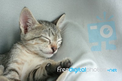 Adorable Funny Cute Kitten Cat Close Eye Sleep Tight On White Grey Soft Cloth Bed At Home Stock Photo