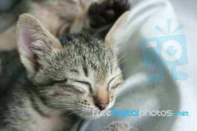 Adorable Funny Cute Kitten Cat Close Eye Sleep Tight With Brother Sister On White Grey Soft Cloth Bed At Home Stock Photo