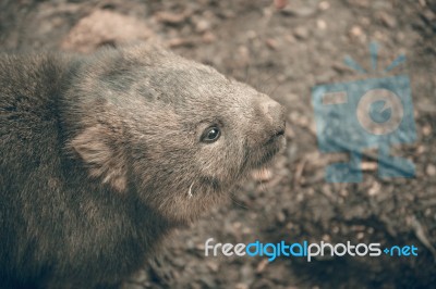 Adorable Large Wombat During The Day Looking For Grass To Eat Stock Photo