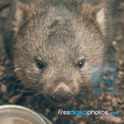Adorable Large Wombat During The Day Looking For Grass To Eat Stock Photo