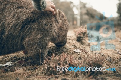 Adorable Large Wombat During The Day Looking For Grass To Eat Stock Photo