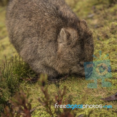 Adorable Large Wombat During The Day Looking For Grass To Eat Stock Photo