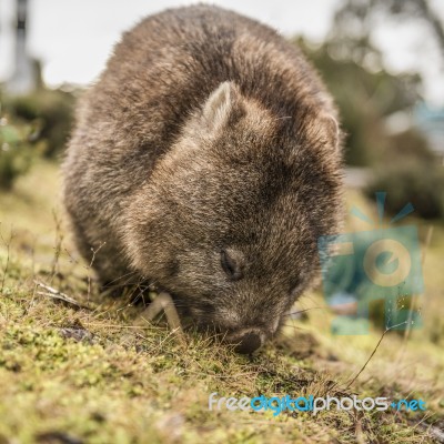 Adorable Large Wombat During The Day Looking For Grass To Eat Stock Photo