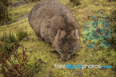 Adorable Large Wombat During The Day Looking For Grass To Eat Stock Photo