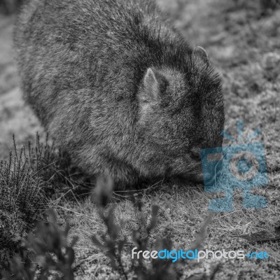 Adorable Large Wombat During The Day Looking For Grass To Eat Stock Photo