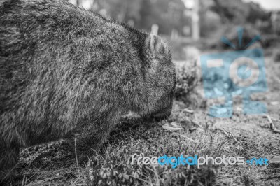 Adorable Large Wombat During The Day Looking For Grass To Eat Stock Photo