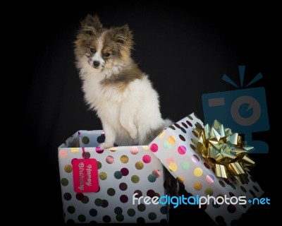 Adorable Pomeranian As A Birthday Gift Stock Photo