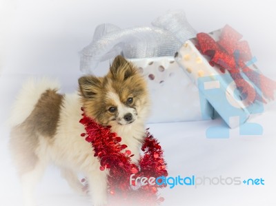 Adorable Pomeranian Ready For Christmas Stock Photo