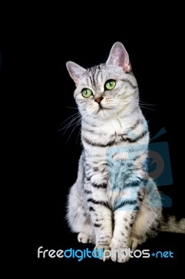 Adult British Short Hair Cat On Black Background Stock Photo