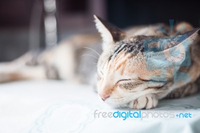 Adult Female Cat Sleeping In The House Stock Photo