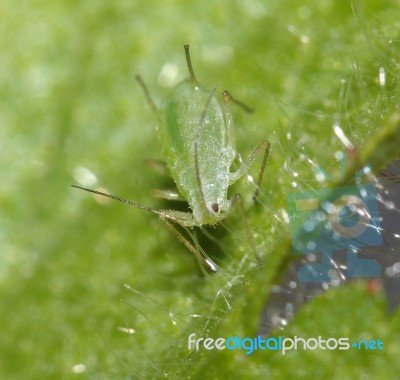 Adult Greenfly Stock Photo