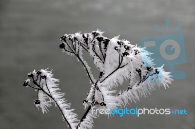 Advection Frost On Display Stock Photo