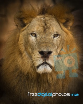Africa Lion Stock Photo