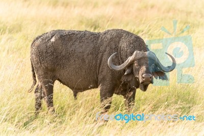 African Buffalo In Serengeti Stock Photo