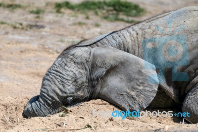 African Elephant (loxodonta) Stock Photo