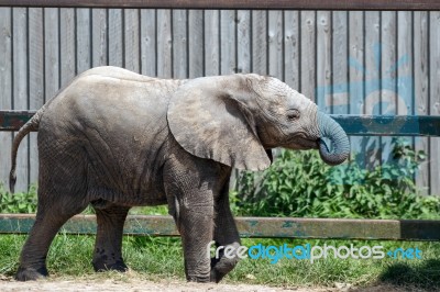 African Elephant (loxodonta) Stock Photo African Elephant (loxodonta) Stock Photo