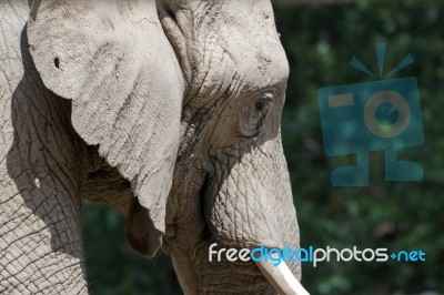 African Elephant (loxodonta) Stock Photo