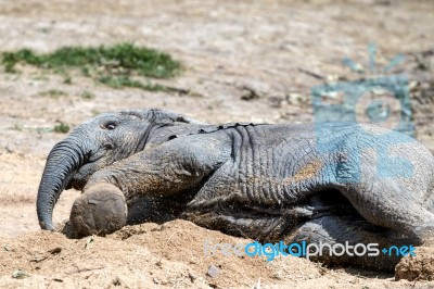 African Elephant (loxodonta) Stock Photo African Elephant (loxodonta) Stock Photo