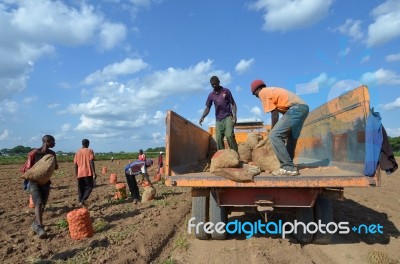 African Farmers Stock Photo