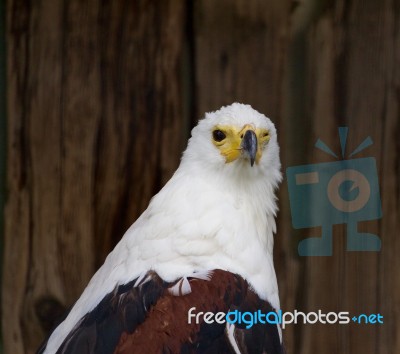 African Fish Eagle Stock Photo