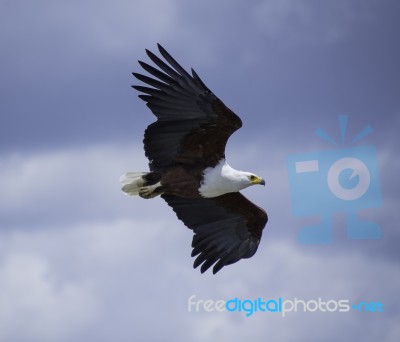 African Fish Eagle Soaring Through The Sky Stock Photo