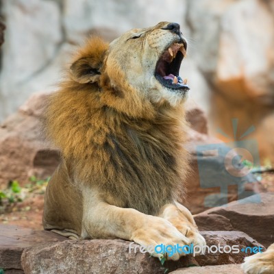 African Lion Stock Photo