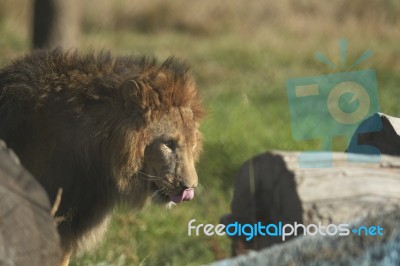 African Lion-panthera Leo Krugeri Stock Photo