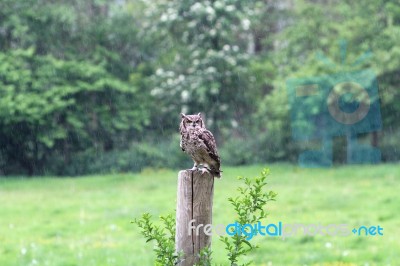 African Spotted Owl Sitting In The Rain Stock Photo