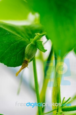 After Flowering Is Developing A Small Stock Photo