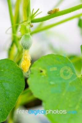 After Flowering Is Developing A Small Stock Photo