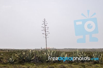 Agave Americana Cactus Plant Stock Photo